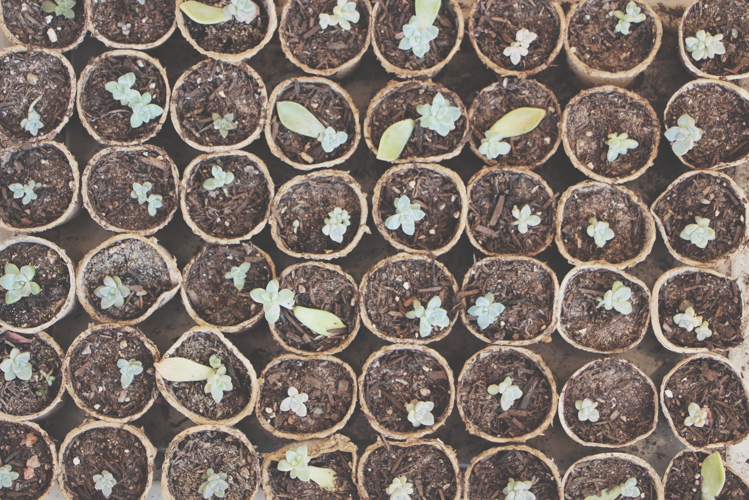 baby succulents how to propagate succulents via needles + leaves